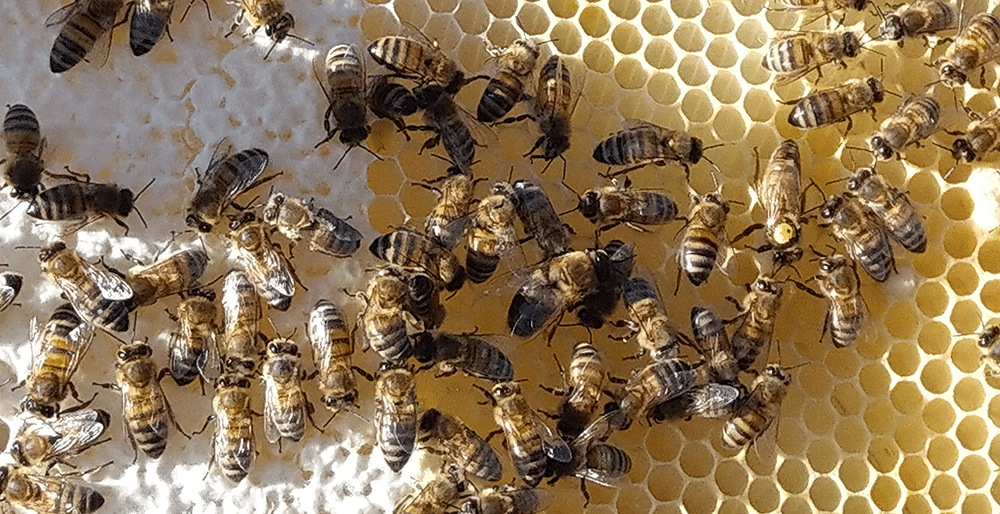 Honningbier på en vokstavle. Dronningen ses til højre med en gul plet i nakken