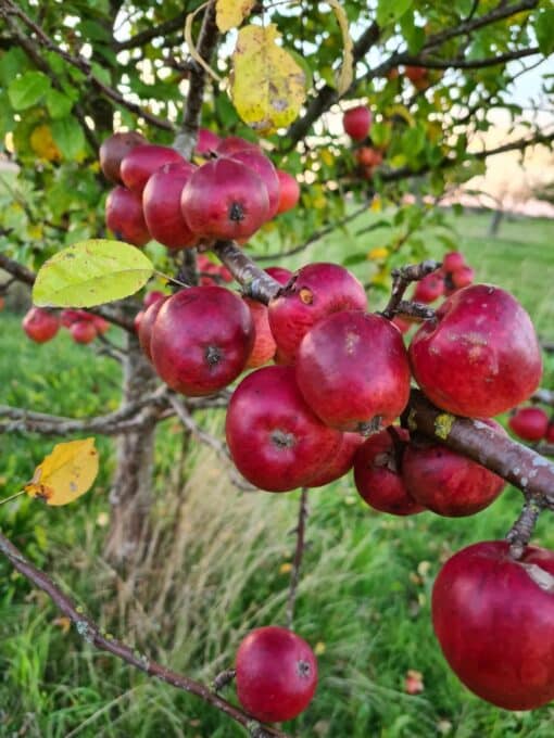 Smag ægte cider - Billede 3